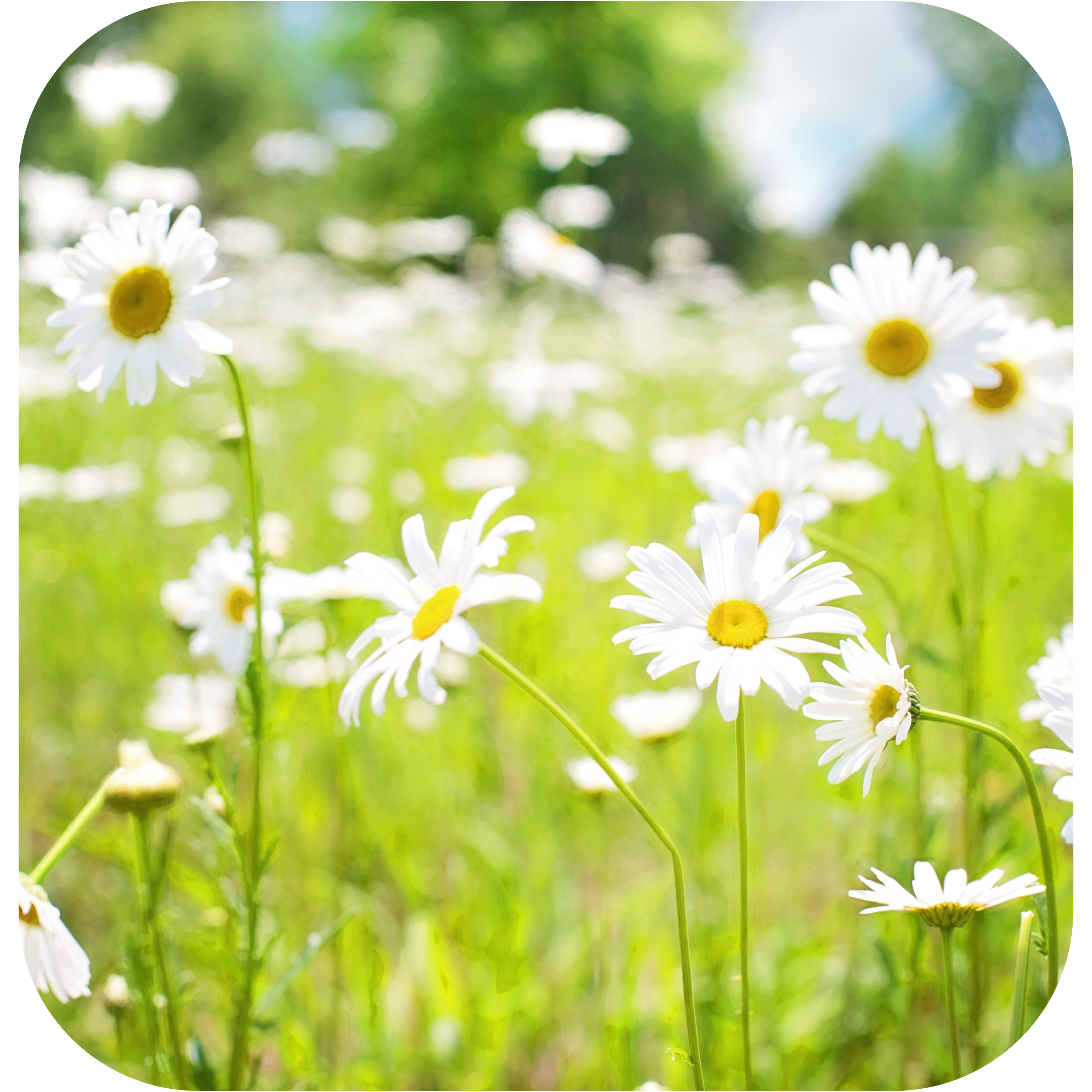 Flowers in a field